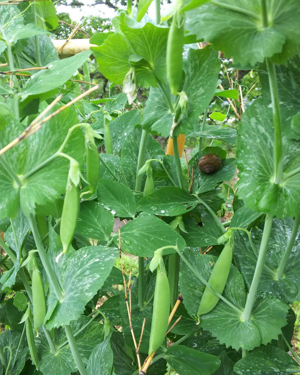 スナップえんどう